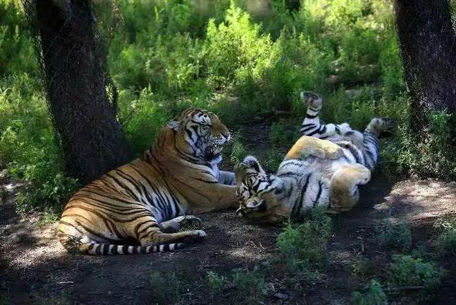 必威【@所有人】邀您关注:“大美龙江 无法不美”旅游普法活动(学法送票——走进哈尔滨)有奖答题即将开始!(图11) 必威【@所有人】邀您关注:“大美龙江 无法不美”旅游普法活动(学法送票——走进哈尔滨)有奖答题即将开始!(图11)