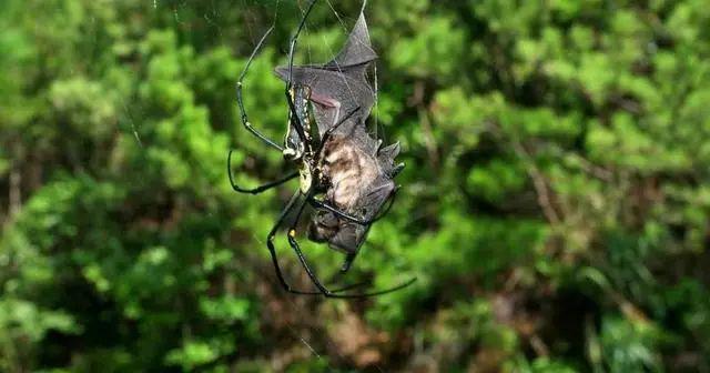 赛星小报社——《变形金刚：起源》2号特别篇20240928(图25)