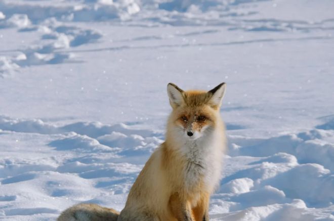 本月伊犁旅行社8大优选方案权威发布!实测数据验证体验感飙升(图2) 本月伊犁旅行社8大优选方案权威发布!实测数据验证体验感飙升(图2)